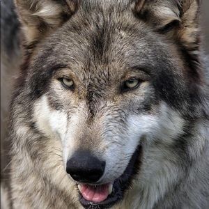 Meet your Posher, Alexandru